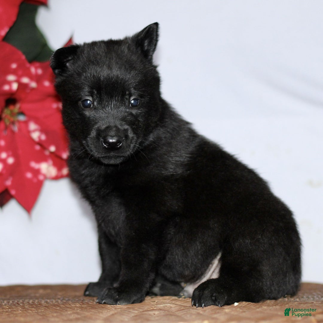 Belgian Malinois dogs for sale: Asher - Ad 2