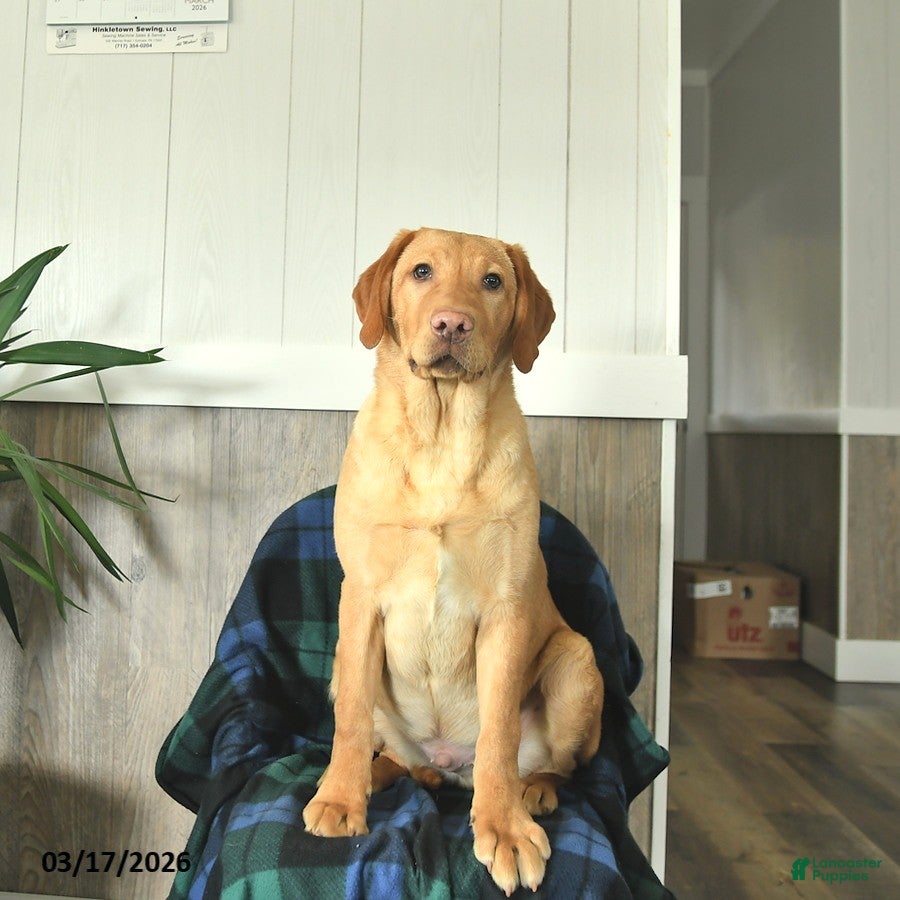 Labrador Retriever dogs Butterscotch - Ad 2