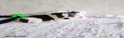 Boston Terrier dogs for sale: Ronnie - Ad 3