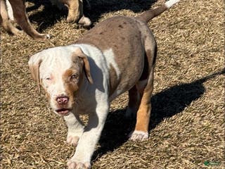 Catahoula Leopard Dog dogs Catahoula Leopard Dog Puppy 10 - Ad 1