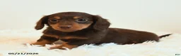 Miniature Dachshund dogs for sale: Limbo - Ad 4