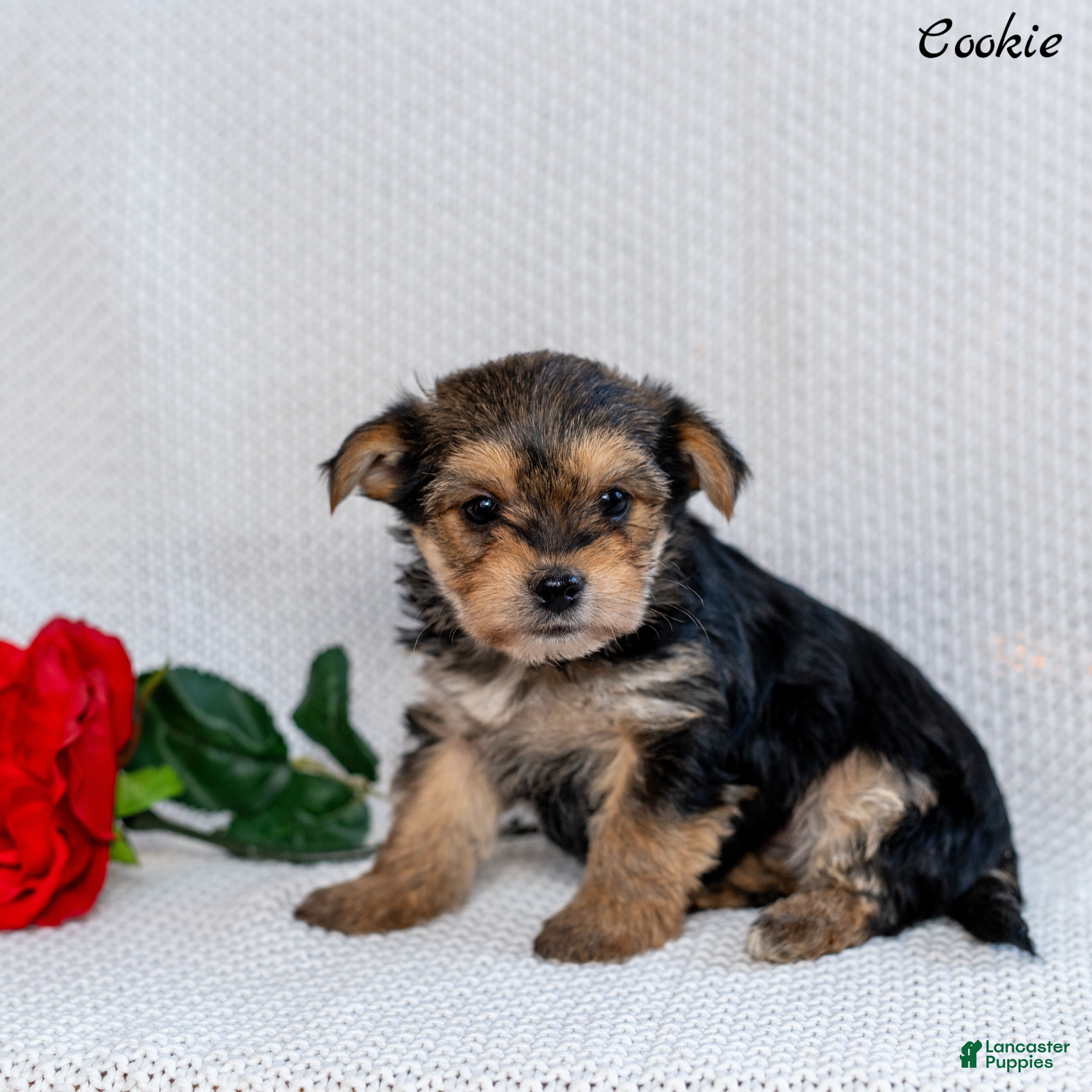 Morkie dogs Cookie - Ad 2