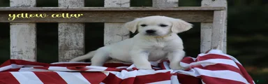 Golden Retriever Yellow Collar
