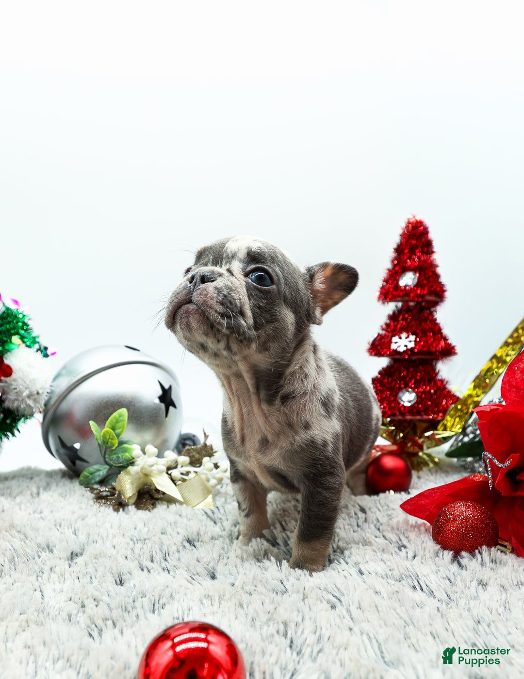 French Bulldog dogs for sale: Dior - Ad 3