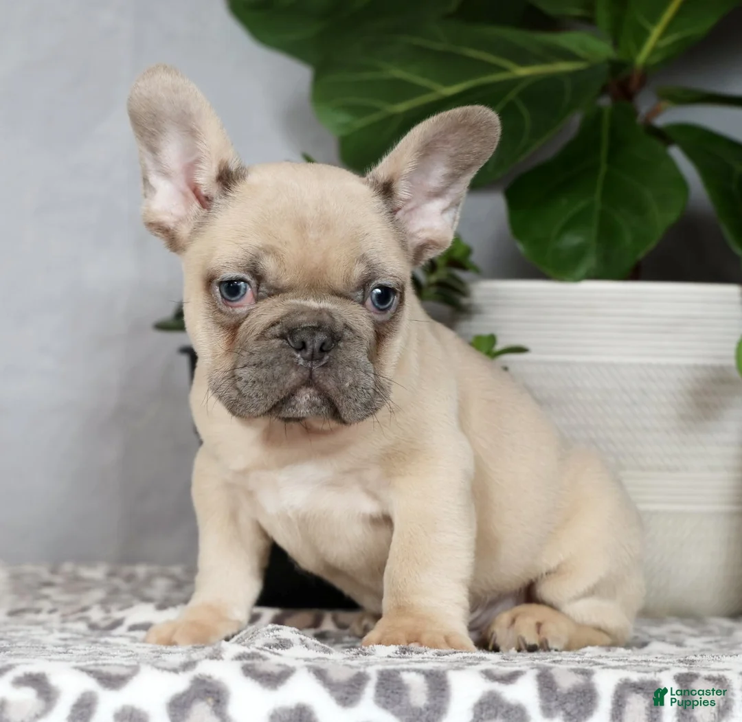 French Bulldog dogs for sale: Ulysses - Ad 2