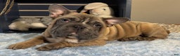 French Bulldog dogs for sale: Alex - Ad 3