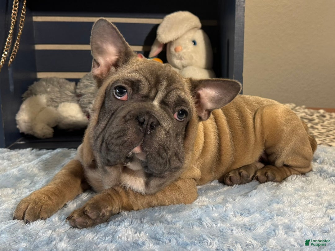 French Bulldog dogs for sale: Alex - Ad 3
