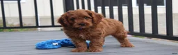Cavapoo dogs for sale: Major  - Ad 4