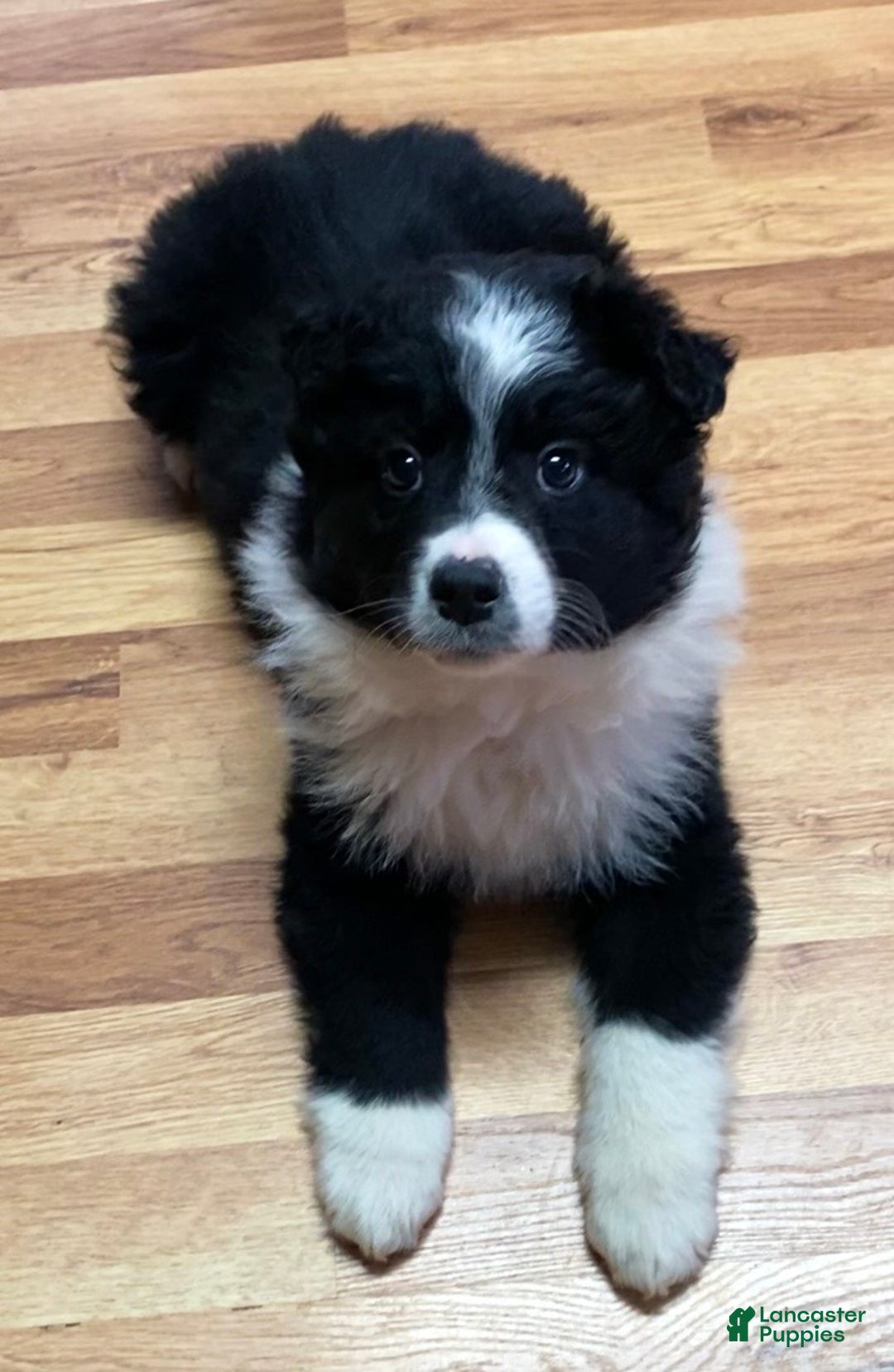 Australian Shepherd dogs for sale: Missy - Ad 1