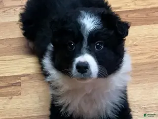 Australian Shepherd dogs Missy - Ad 21