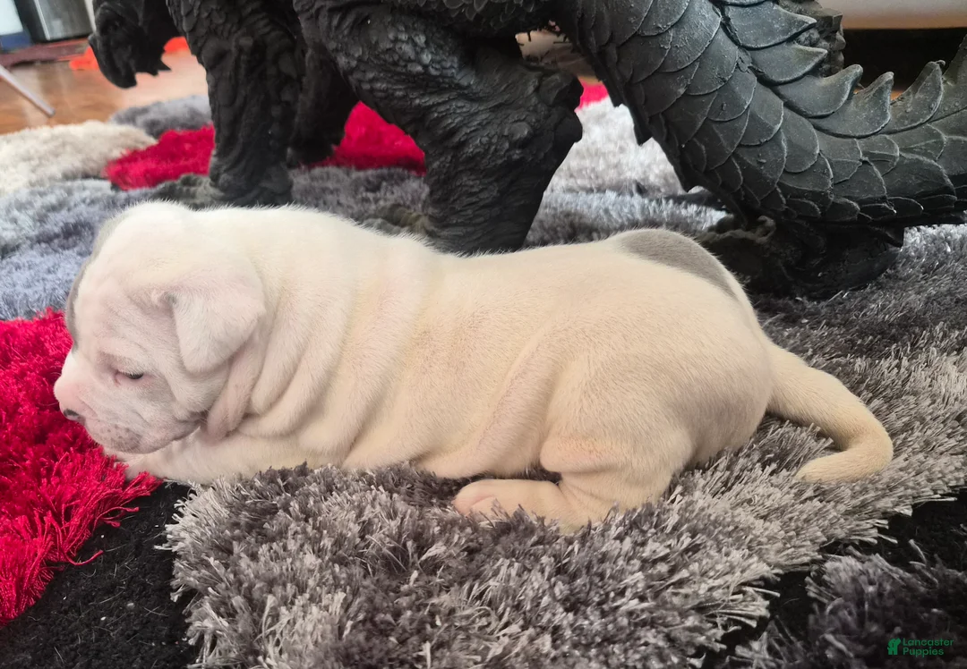 Mixed Breed dogs for sale: "WOLVERINE" WHITE MERLE - Ad 4