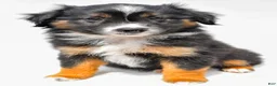 Miniature Australian Shepherd dogs for sale: Eileen - Ad 3