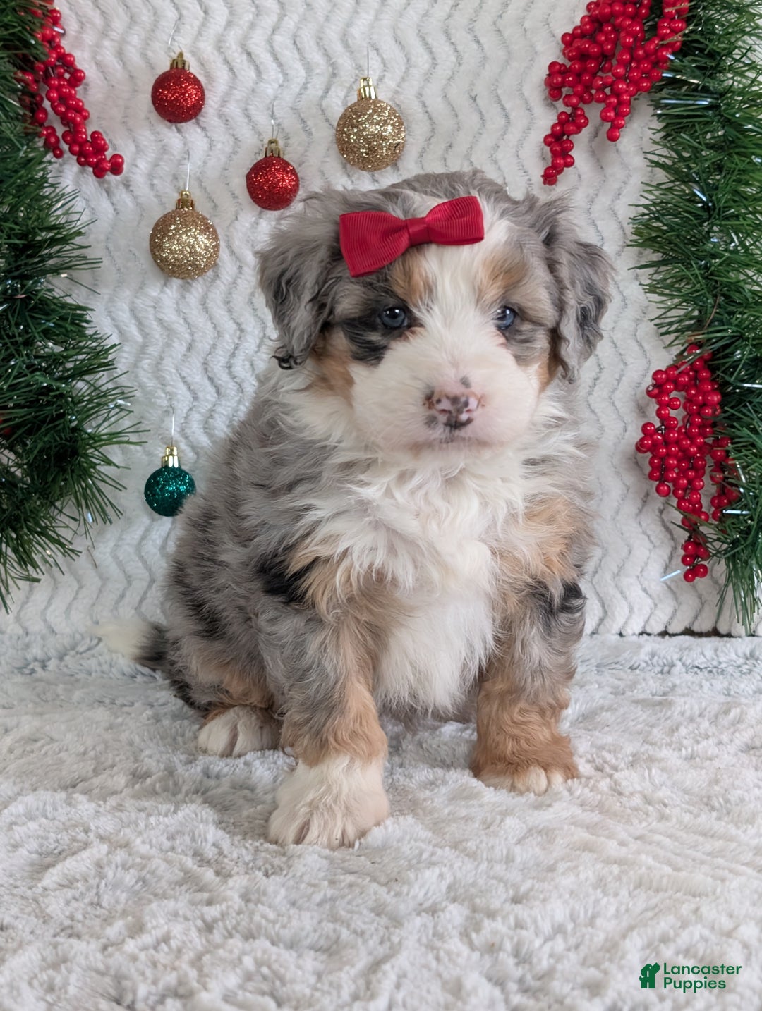 Mini Bernedoodle dogs for sale: Mini Pippa  - Ad 15