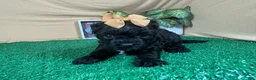 Shihpoo dogs for sale: Shihpoo 2 - Ad 5