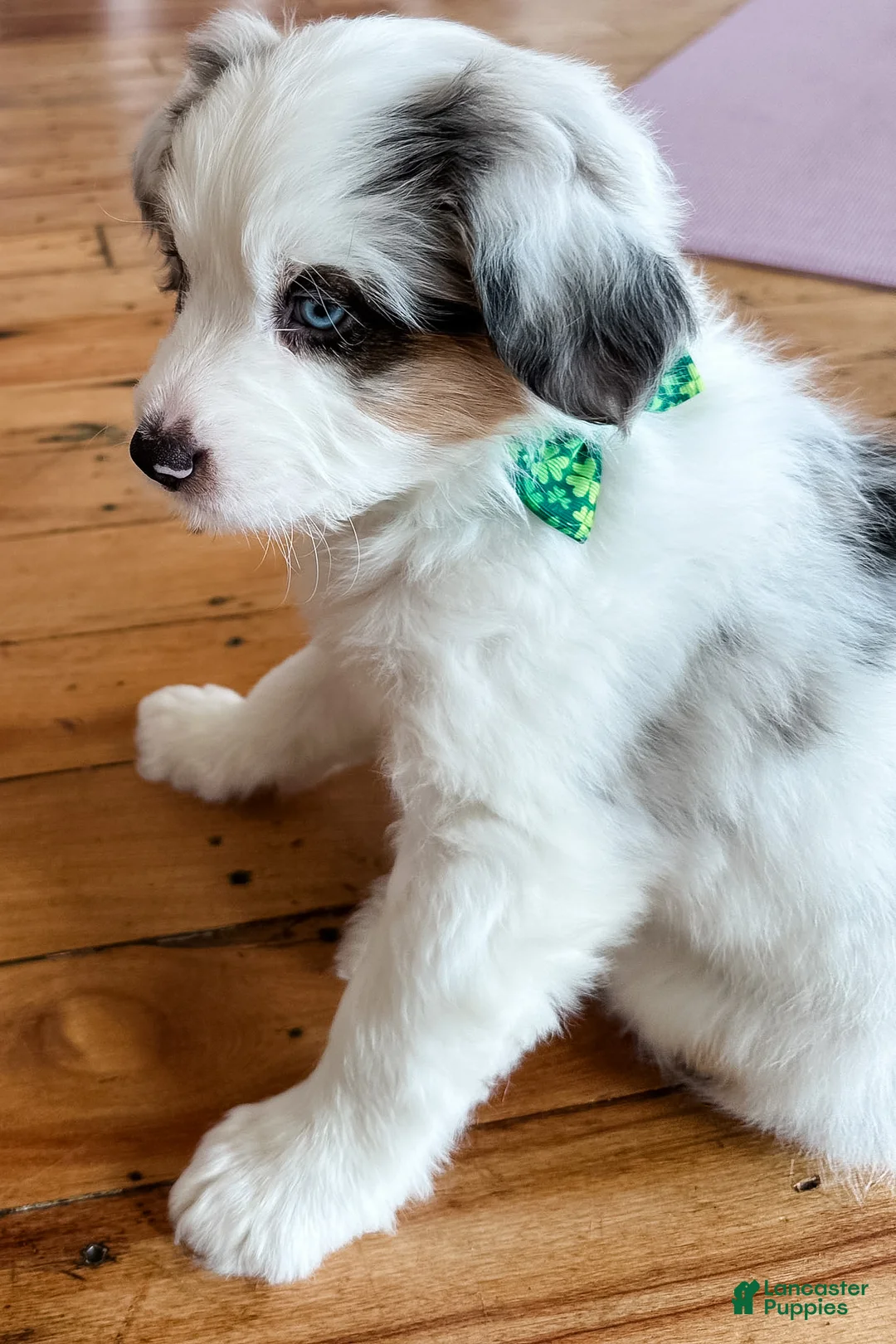 Mixed Breed dogs for sale: Waffles - Ad 2