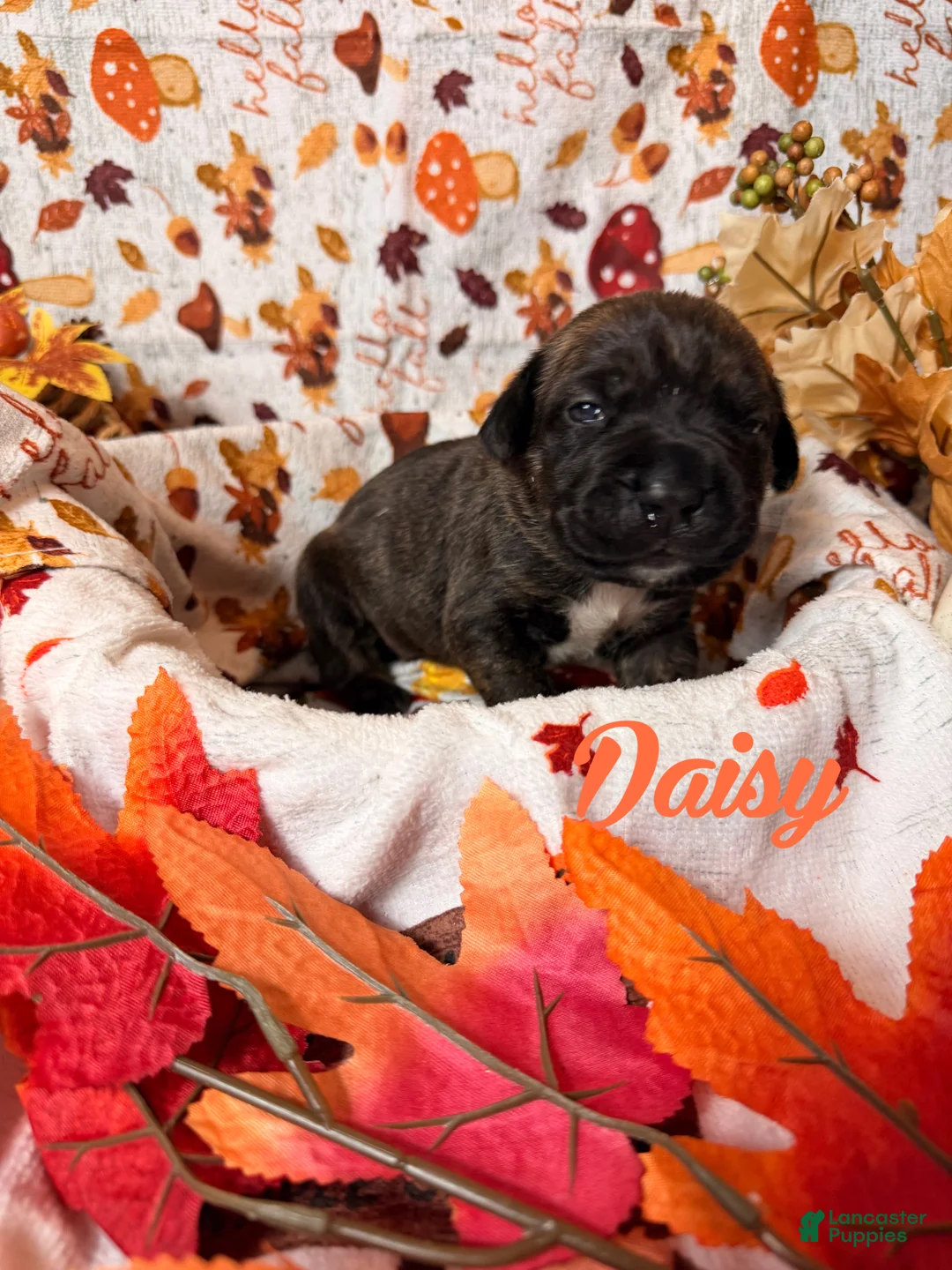 Cane Corso dogs for sale: Daisy  - Ad 1