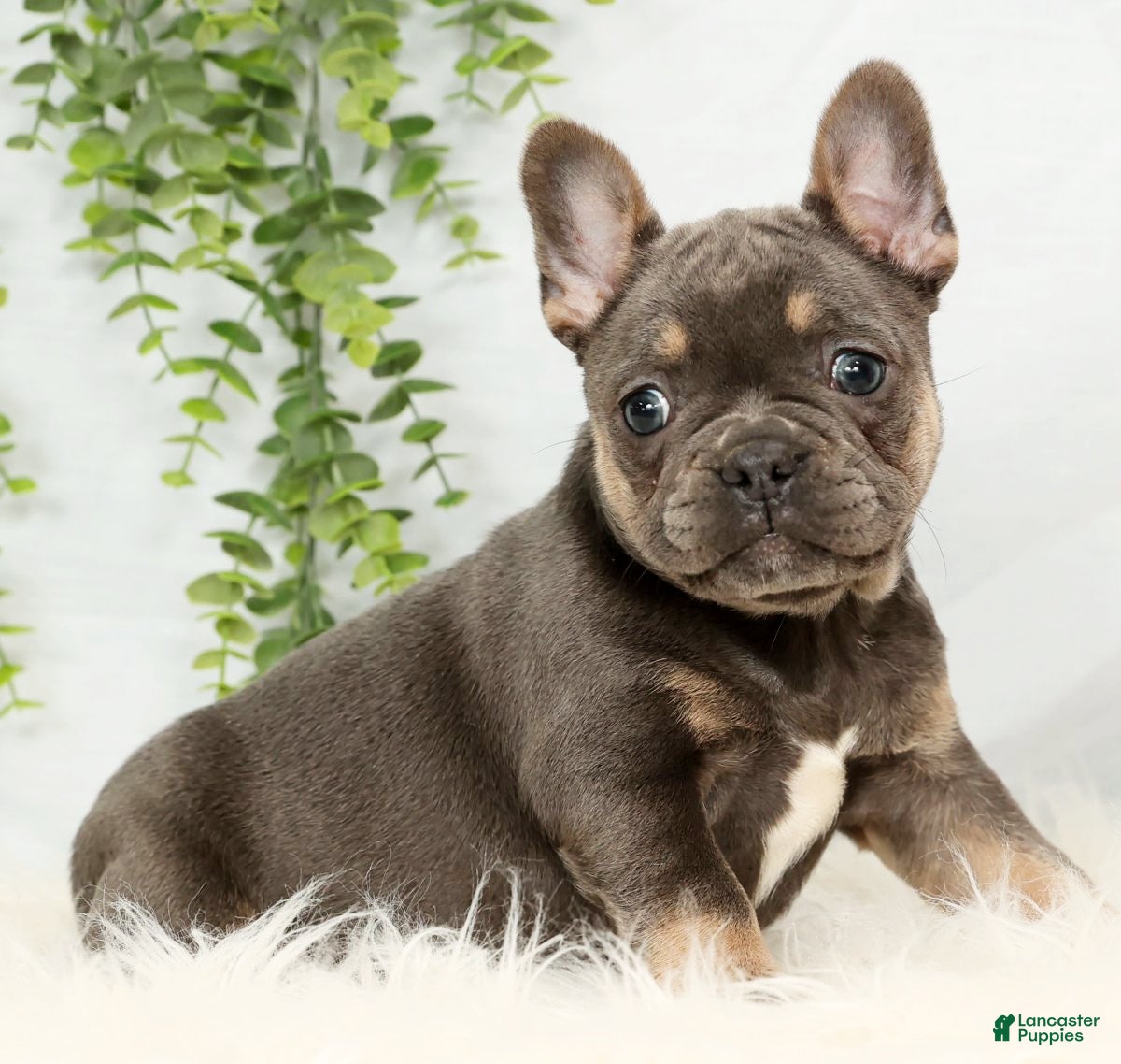 Frenchton dogs Courtney - Ad 12