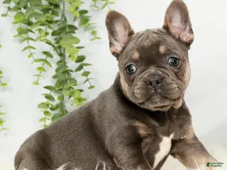Frenchton dogs Courtney - Ad 12