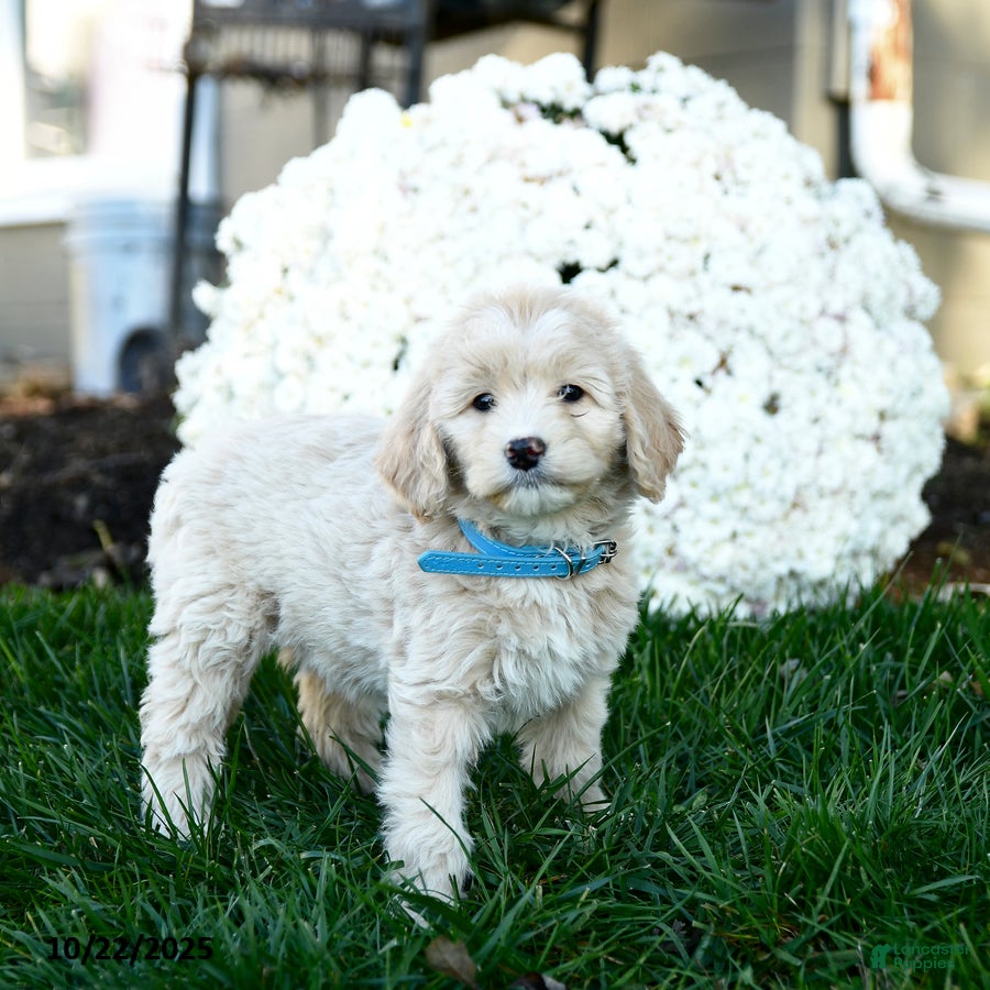 Goldendoodle dogs Bessie - Ad 12