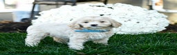 Goldendoodle dogs for sale: Bessie - Ad 1