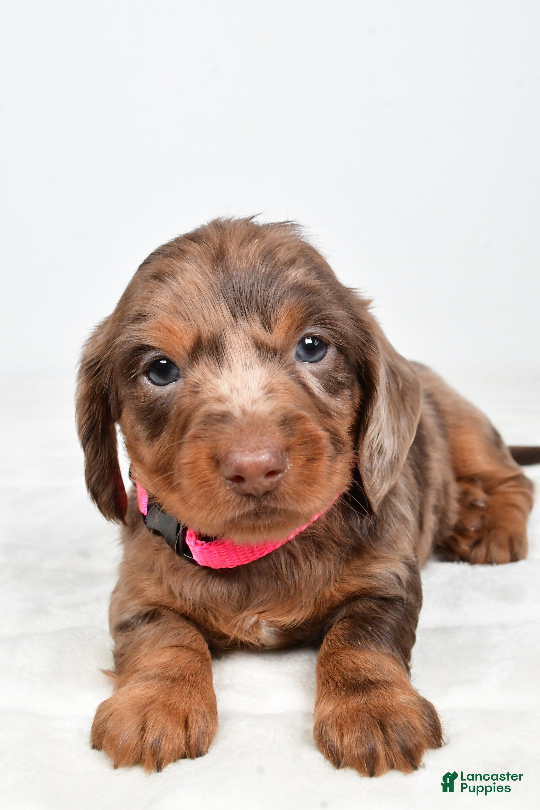 Miniature Dachshund dogs Angel - Ad 2