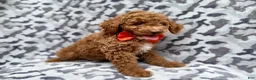 Cockapoo dogs for sale: Rover - Ad 3