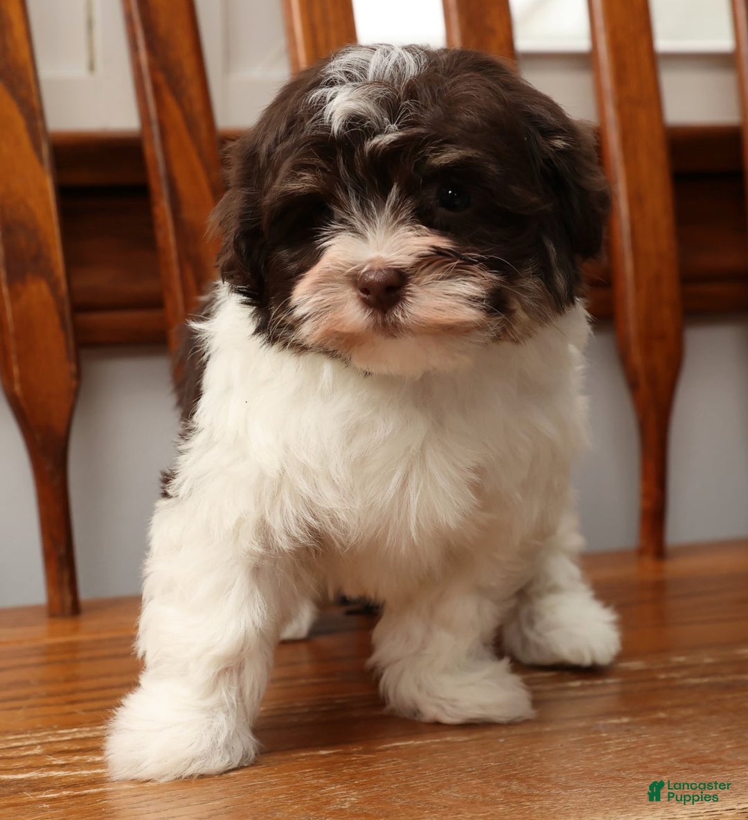Havanese dogs for sale: Zoey - Ad 3