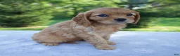Mixed Breed dogs for sale: Rosie - Ad 5