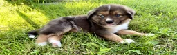 Miniature Australian Shepherd dogs for sale: Faye Miniature Australian Shepherd  - Ad 13