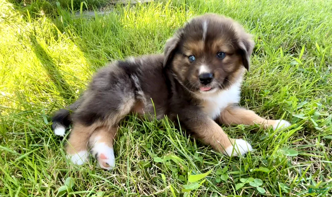 Miniature Australian Shepherd dogs for sale: Faye Miniature Australian Shepherd  - Ad 13