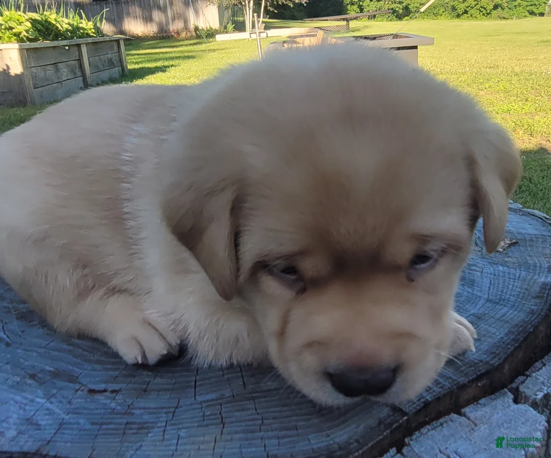 Labrador Retriever dogs for sale: Lasso - Ad 2
