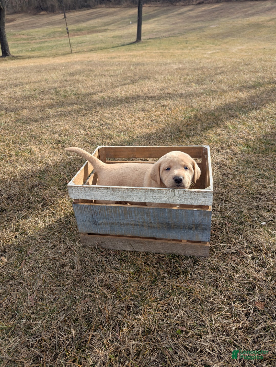 Labrador Retriever dogs for sale: Cooper - Ad 2