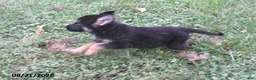 German Shepherd dogs for sale: Maple - Ad 4