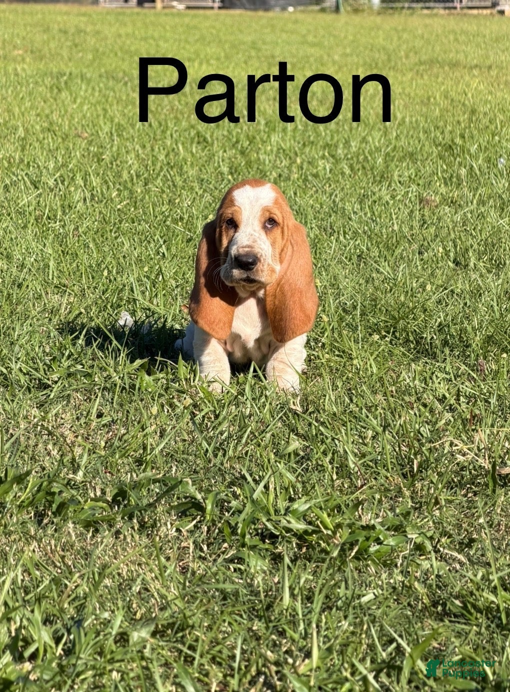 Basset Hound dogs for sale: Parton - Ad 1