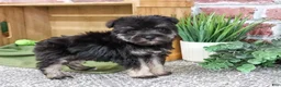 Miniature Schnauzer dogs for sale: Denver - Ad 3