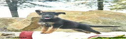 German Shepherd dogs for sale: Annabelle  - Ad 4
