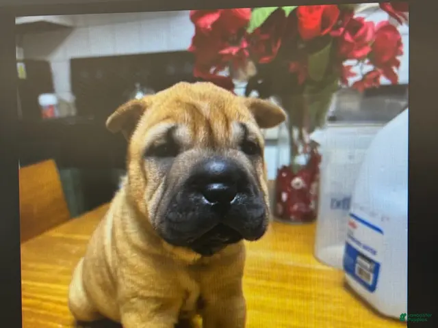 Shar Pei dogs for sale: Girl 2 - Ad 1