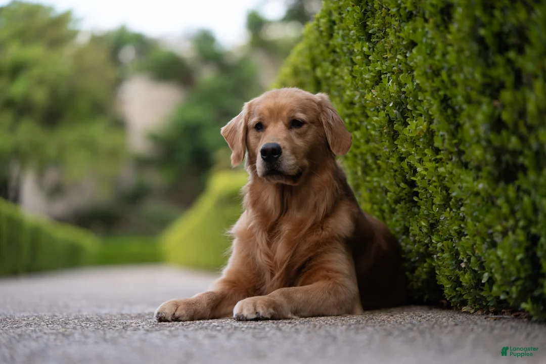 Golden Retriever dogs for sale: Golden Retriever Puppy 2 - Ad 2