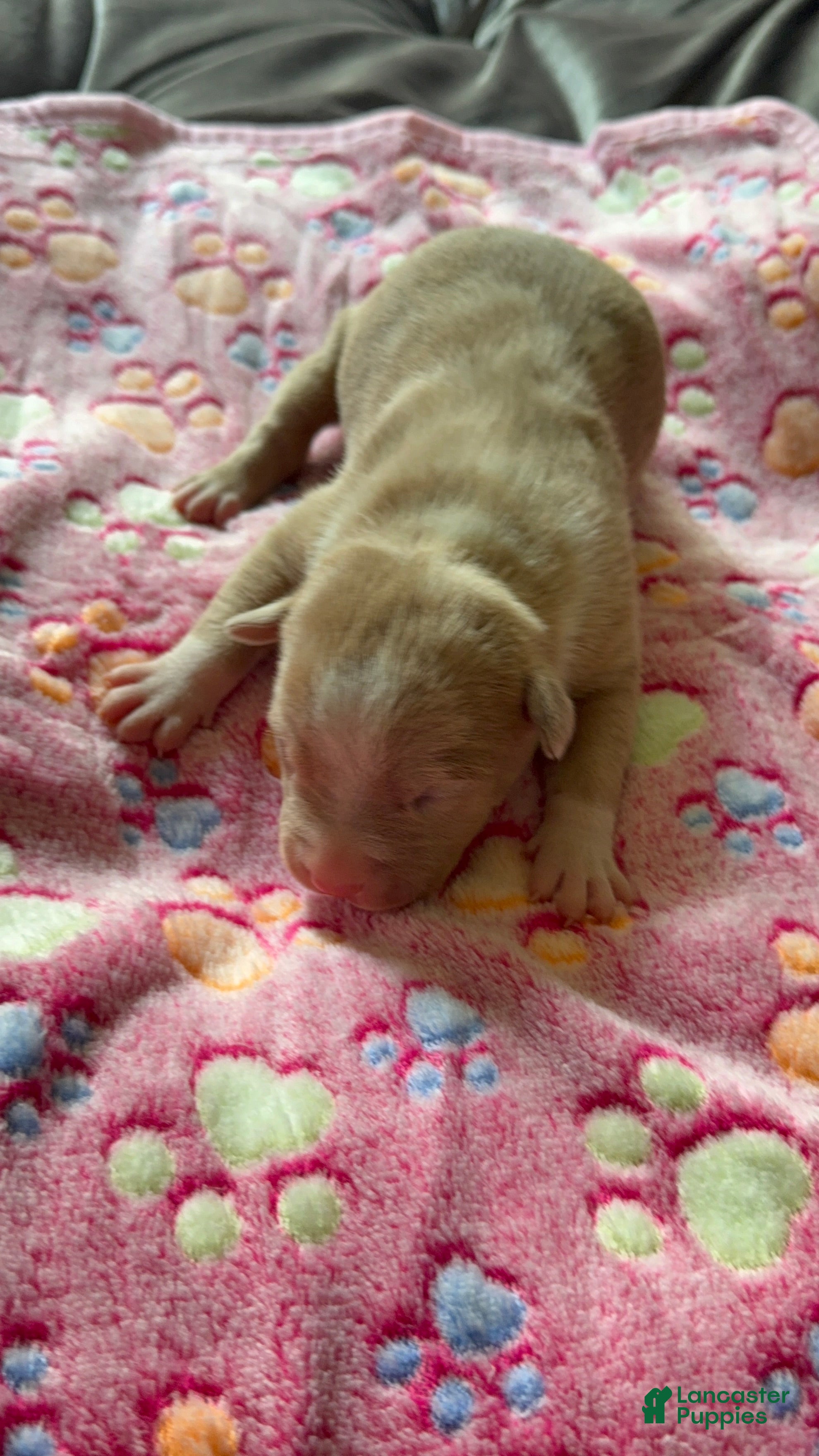 American Bully dogs American Bully 5 - Ad 1
