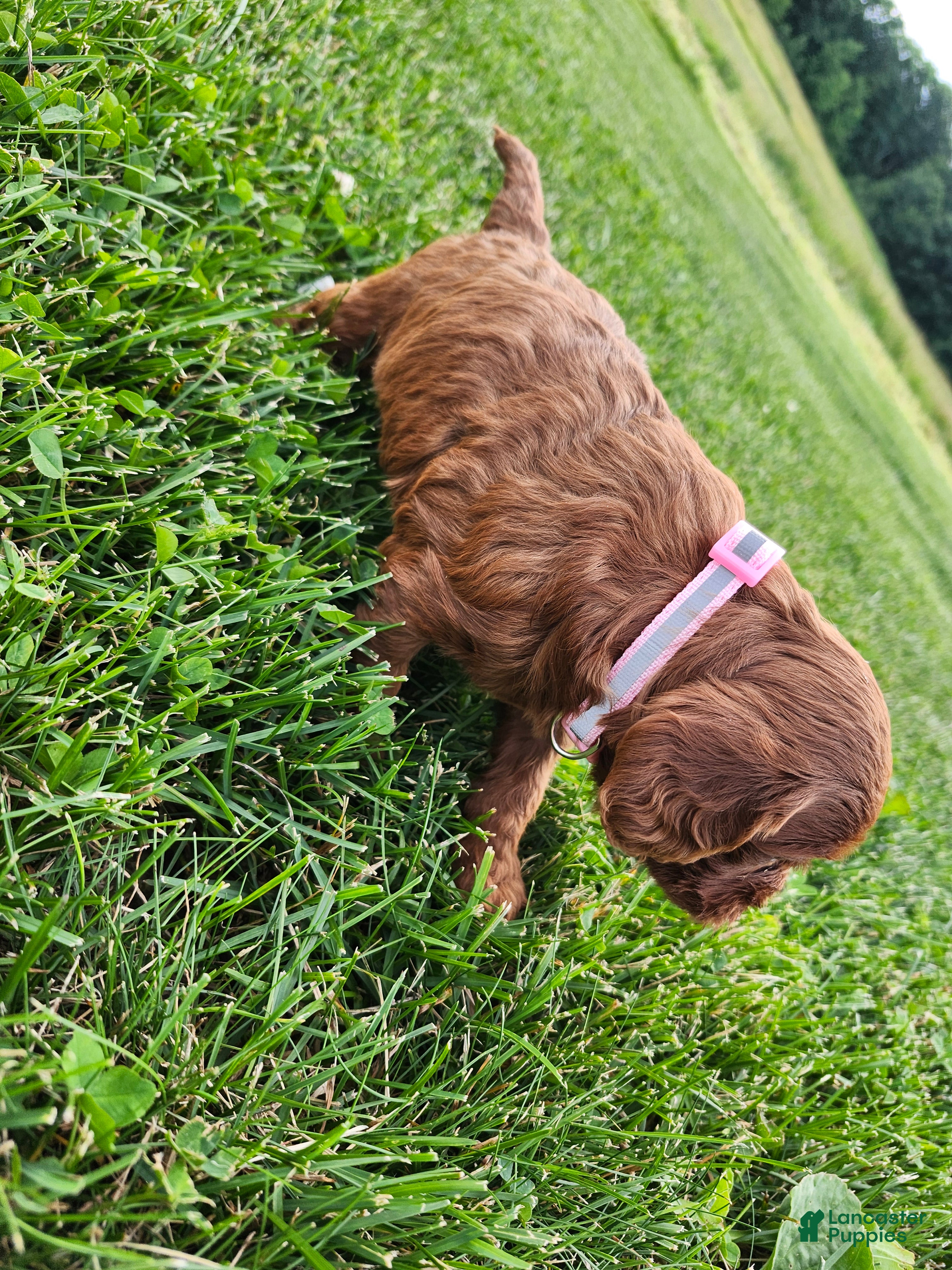 Cavapoo dogs Fiona  - Ad 2
