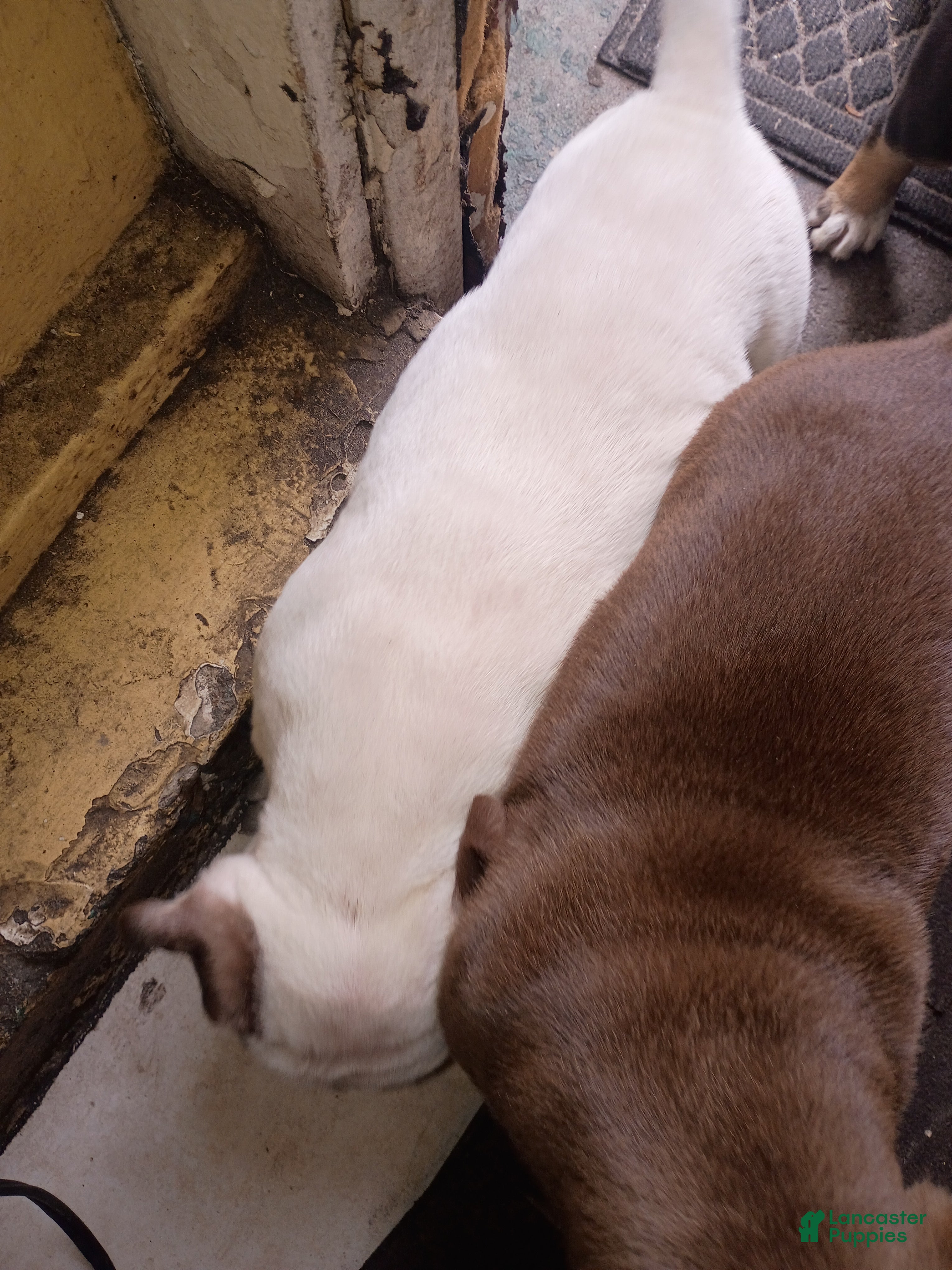 American Pit Bull Terrier dogs American Pit Bull Terrier Puppy 1 - Ad 23