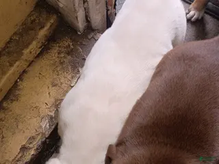 American Pit Bull Terrier dogs American Pit Bull Terrier Puppy 1 - Ad 23