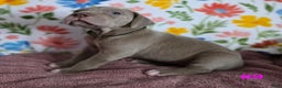 Great Dane dogs for sale: Great Dane Puppy 9 - Ad 5