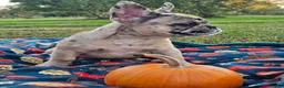 French Bulldog dogs for sale: Meadow - Ad 3