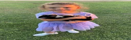 Miniature Australian Shepherd dogs for sale: Banner - Ad 5