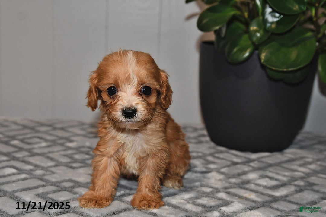 Cavapoo dogs for sale: Evan - Ad 4