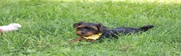 Yorkiepoo dogs for sale: Evelyn  - Ad 3