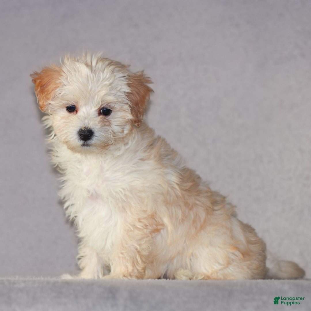 Maltipoo dogs for sale: Sally - Ad 1