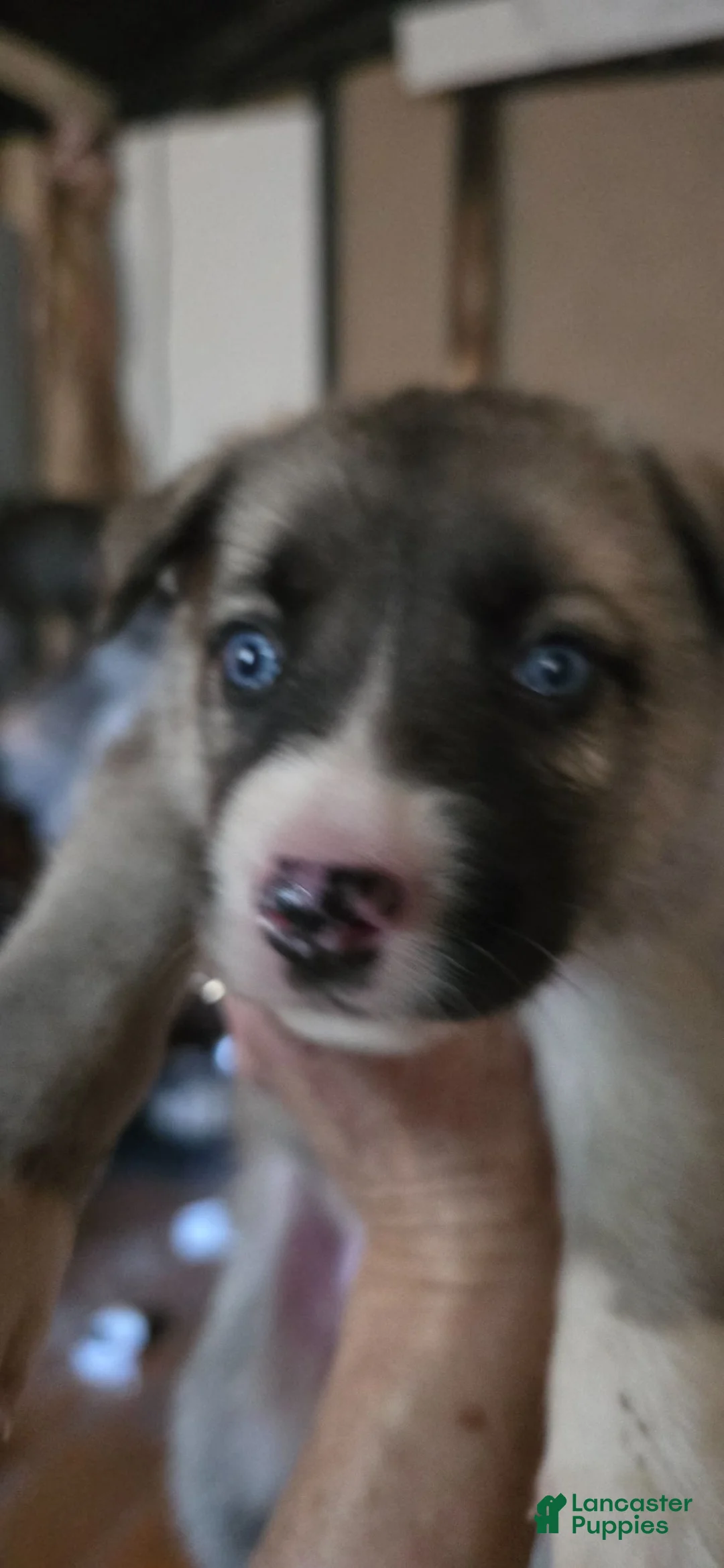 Gerberian Shepsky dogs for sale: Gerberian Shepsky 1 - Ad 2