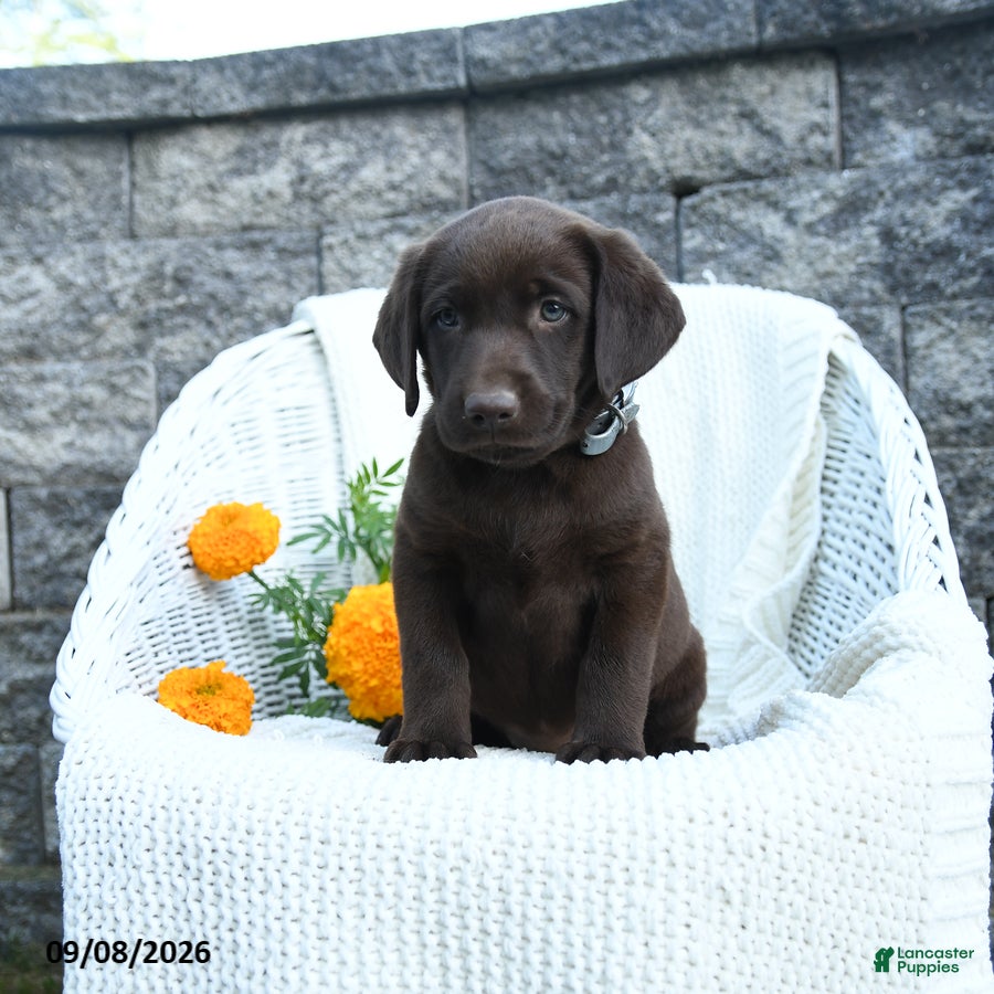 Labrador Retriever dogs Mindy - Ad 1